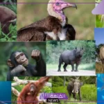 أي الأسباب التالية تؤدي إلى انقراض الحيوانات؟