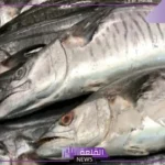 ما هي طريقة عمل سمك الدراك؟