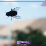 كم عمر الذباب؟ معلومات حول الذباب ودورة حياته