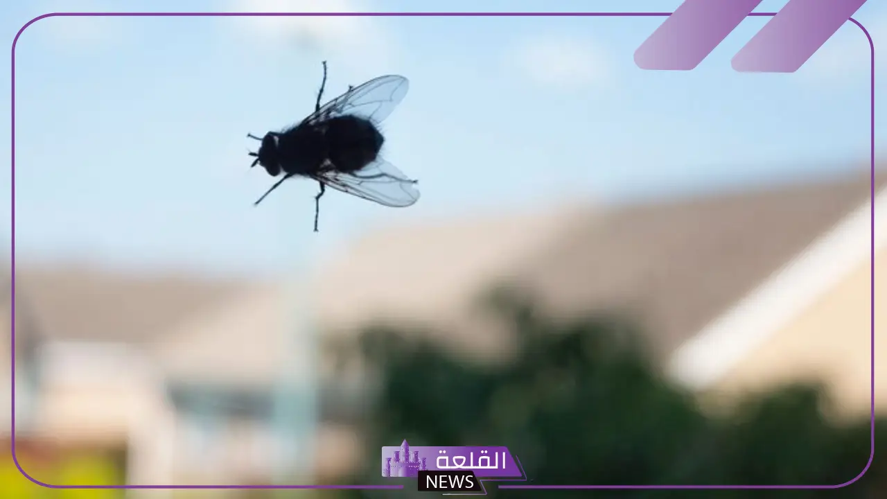 كم عمر الذباب؟ معلومات حول الذباب ودورة حياته