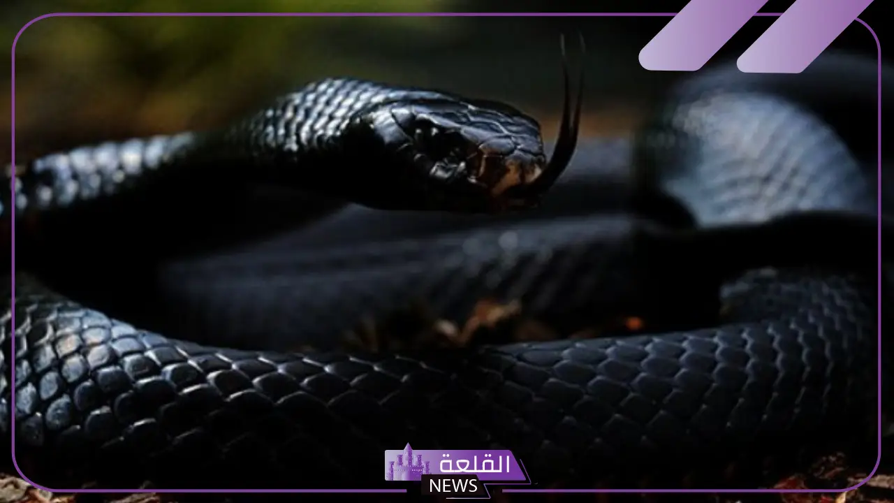 حلمت بثعبان اسود للمتزوجة والمرأة العزباء لابن سيرين حلمت بثعبان اسود للمتزوجة والمرأة العزباء لابن سيرين