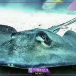 أبرز فوائد فوائد سمك الرقيطة.. هل هو سام؟