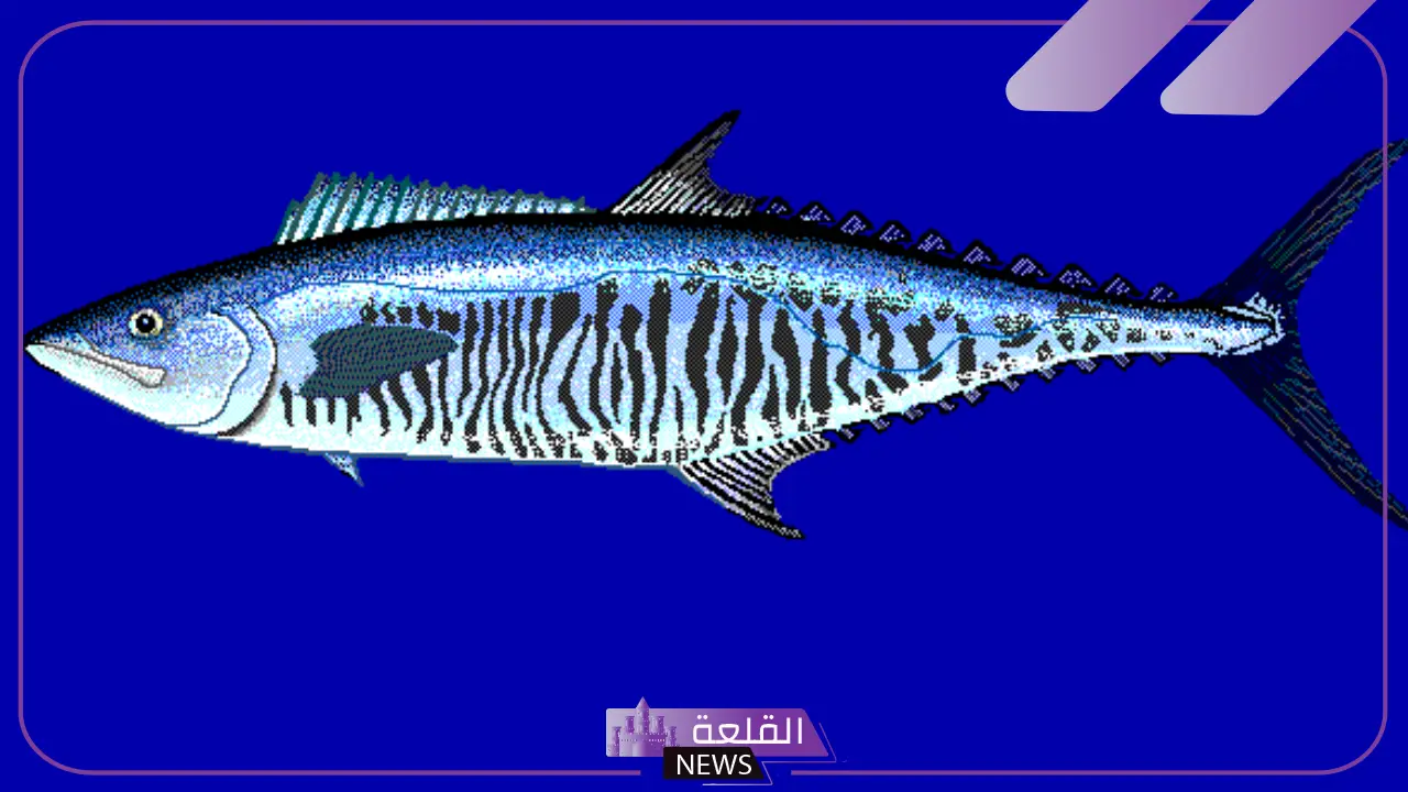 ما هي طريقة عمل سمك الدراك؟ ما هي طريقة عمل سمك الدراك؟