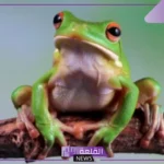 العوامل المؤثرة على دورة حياة الضفدع.. مدة حياة الضفدع