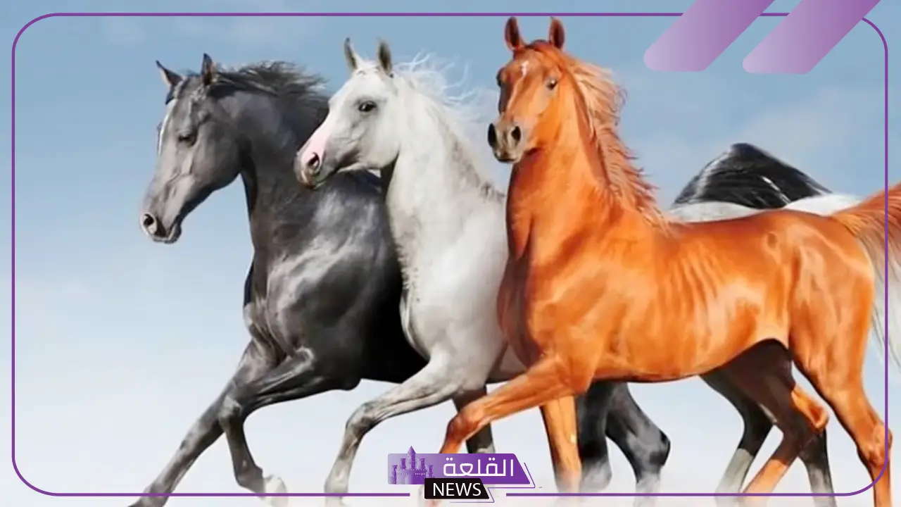 ايش يعني فحل؟ تعريف الفحولة لغة واصطلاحًا ايش يعني فحل؟ تعريف الفحولة لغة واصطلاحًا