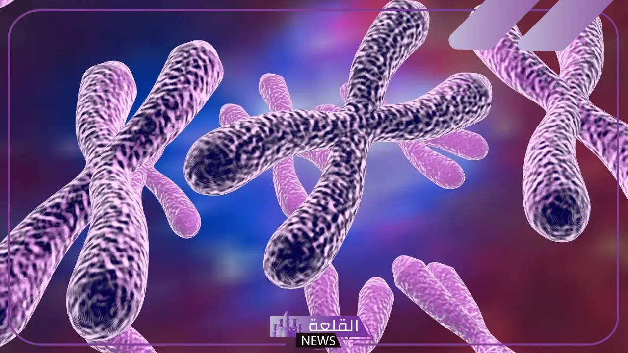 تنفصل الكروموسومات خلال الانقسام المتساوي في الطور تنفصل الكروموسومات خلال الانقسام المتساوي في الطور