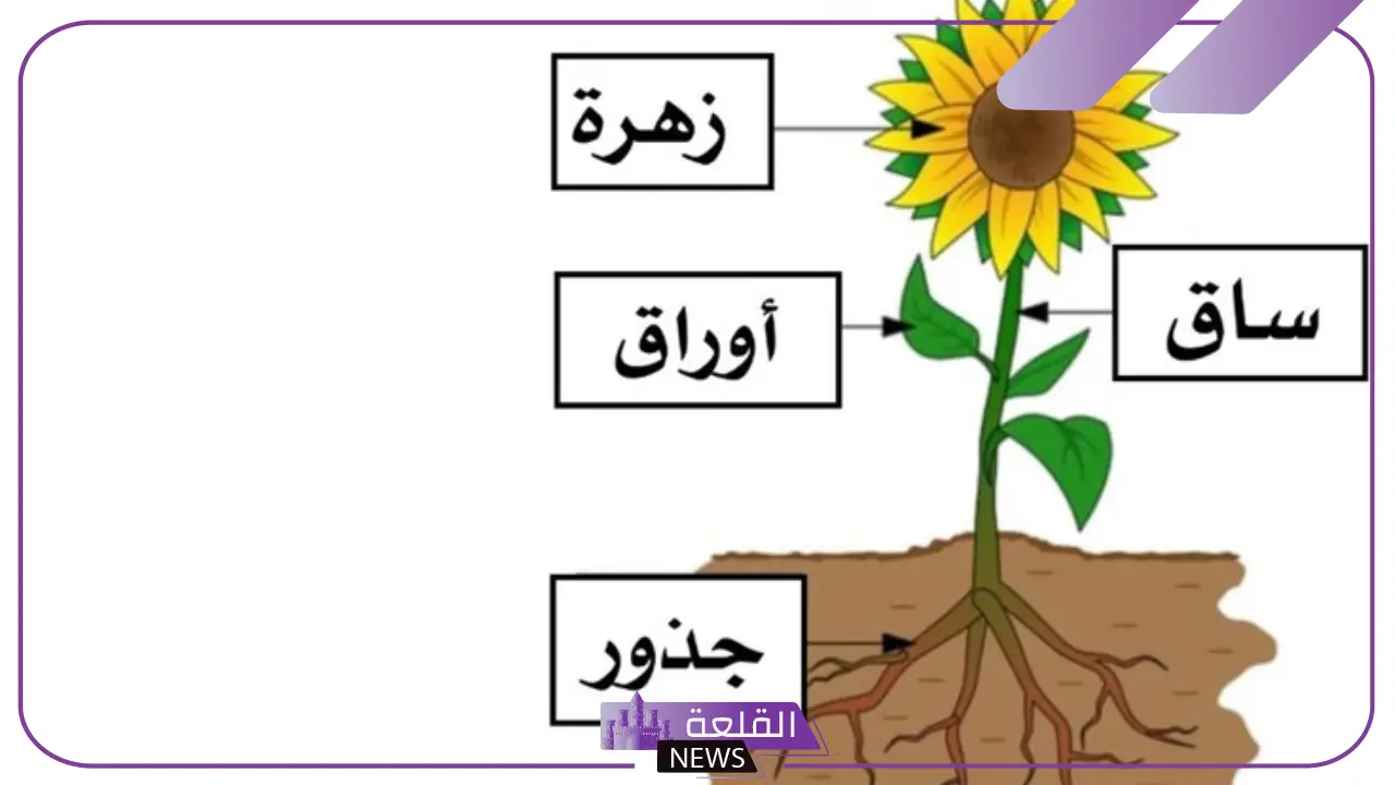ما هي اجزاء النبات وما ظيفتها؟ أجزاء النبات التي تؤكل ما هي اجزاء النبات وما ظيفتها؟ أجزاء النبات التي تؤكل