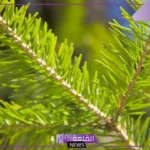 النباتات الوعائية واللاوعائية.. خصائص النباتات الوعائية البذرية