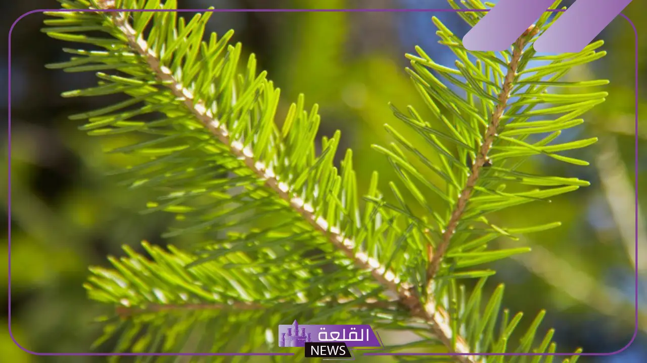 النباتات الوعائية واللاوعائية.. خصائص النباتات الوعائية البذرية