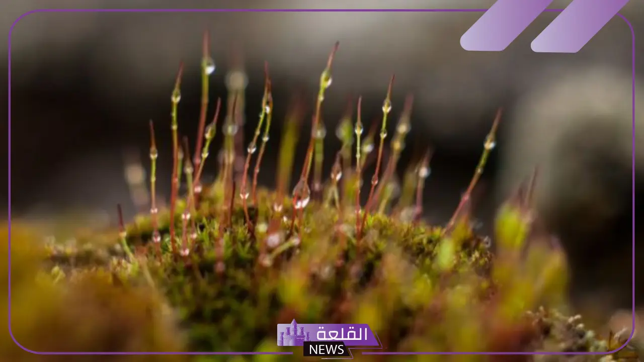 النباتات الوعائية واللاوعائية.. خصائص النباتات الوعائية البذرية النباتات الوعائية واللاوعائية.. خصائص النباتات الوعائية البذرية