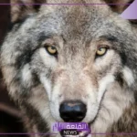 تفسير حلم الذئب في المنام للمتزوجة والمرأة العزباء عند ابن سيرين